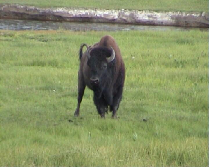 Bison direkt neben der Straße