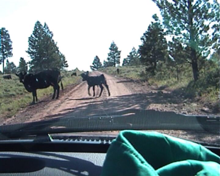 Kühe auf Nebenstraße