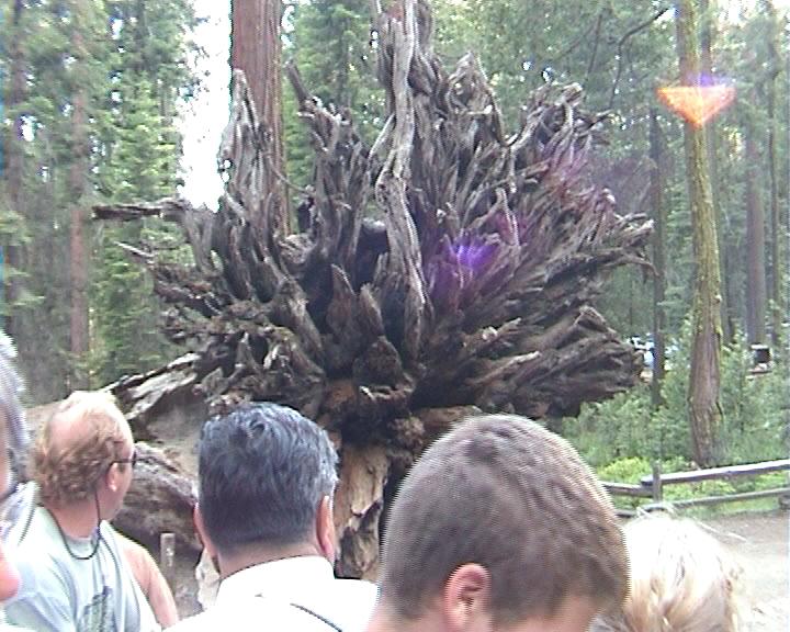 Umgestürzter Mammutbaum