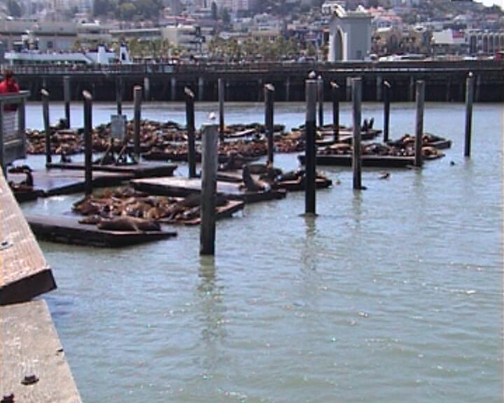 Seelöwen am Pier 39